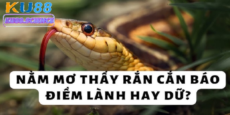 Mỗi giấc mơ thấy rắn cắn của bạn đều có ý nghĩa sâu xa