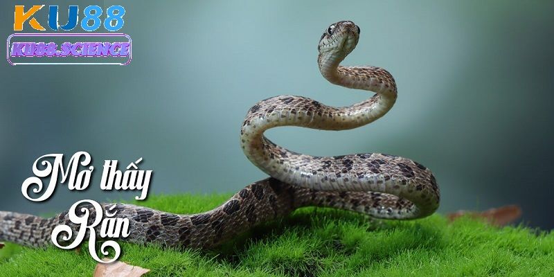 Mơ thấy rắn cắn